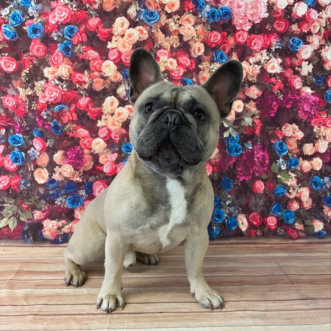 Fur-dingbridge Dog Grooming