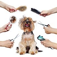 Happy Paw Ltd - dog grooming studio