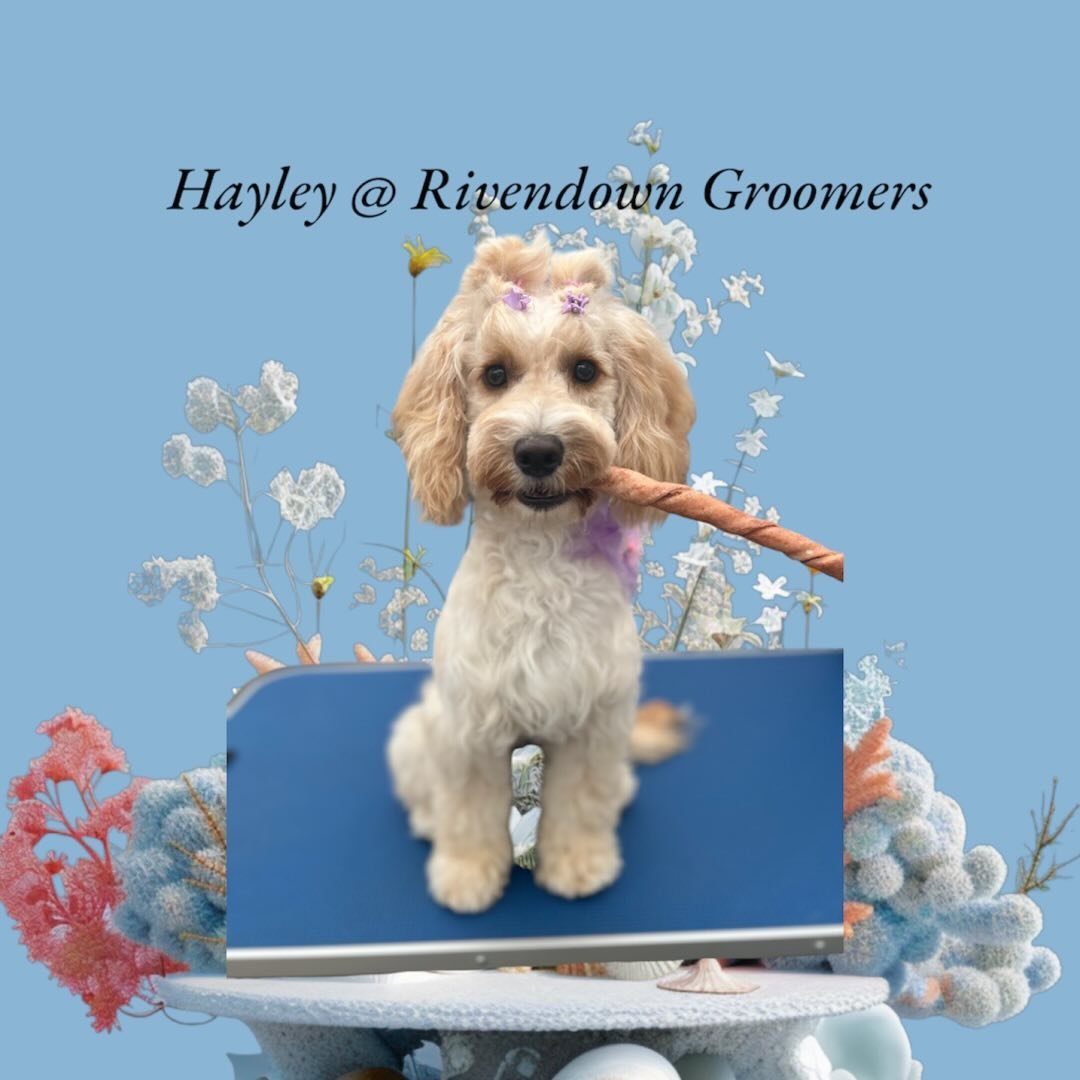 Hayley at Rivendown grooming Services