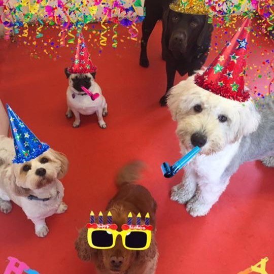 Hot Dogs Grooming & Day Care