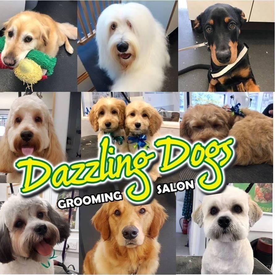 Dazzling Dogs