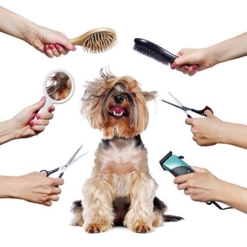 Fabulous Furbabies Dog Grooming