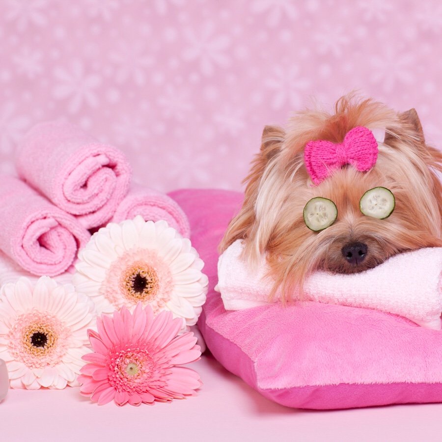 Pawtique Dog Parlour