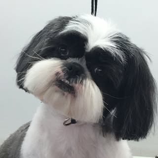 SJ Poochie Parlour