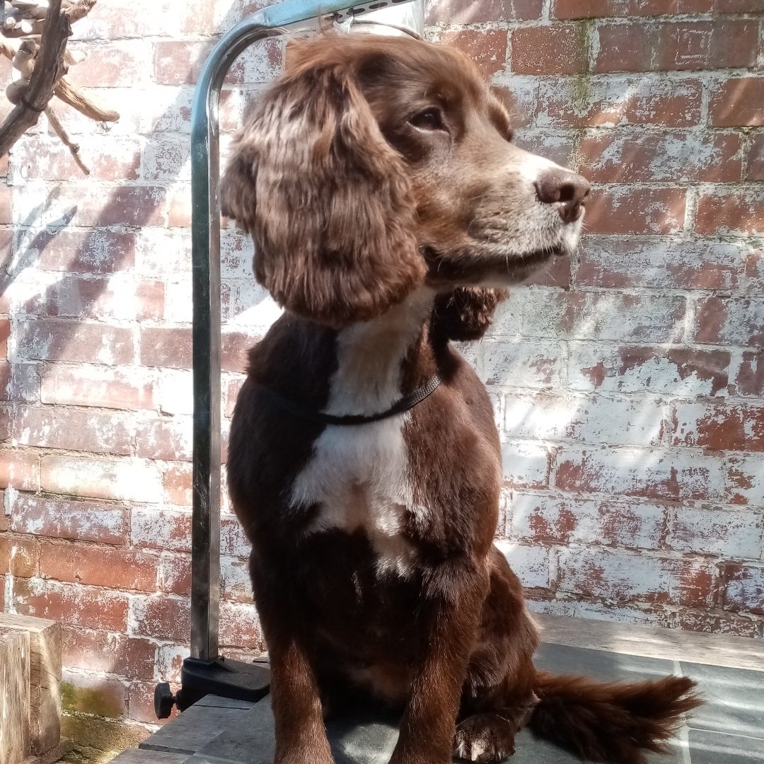 Furlong Dog Groom Room & Spa
