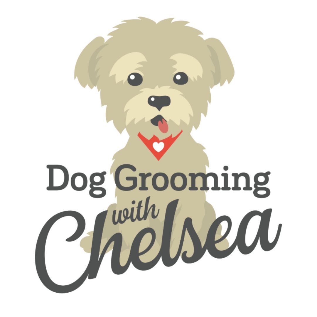 Dog Grooming with Chelsea