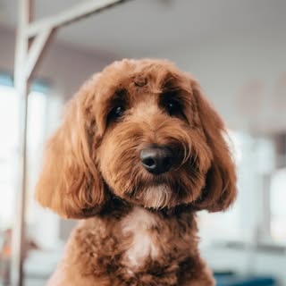 The Dog Unit Groomers