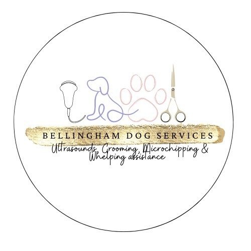 Bellingham Dog services