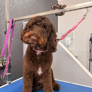 Wirral Dog Grooming