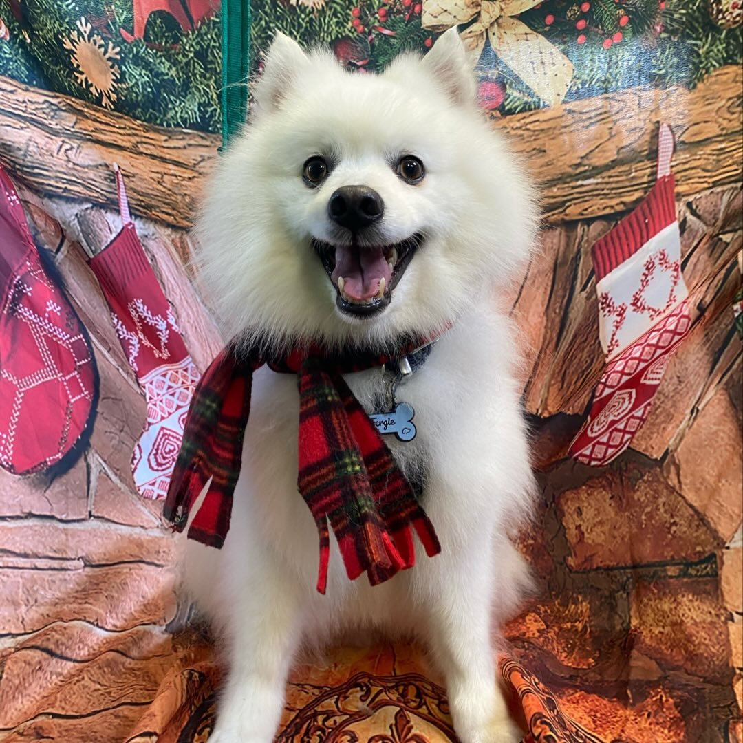Watt-A-Dog Grooming