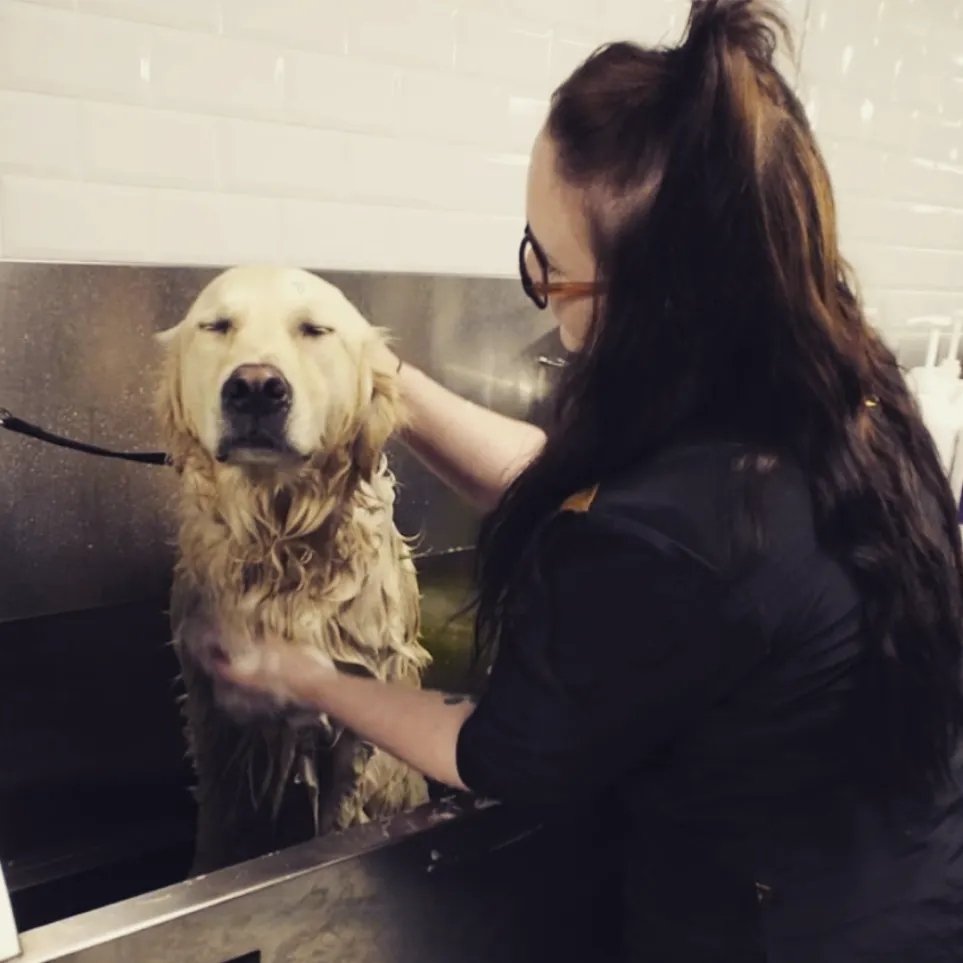 Millionhairs Dog Grooming Boston