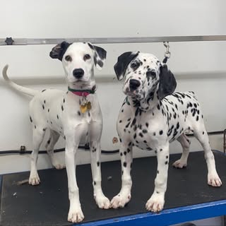 Danny's Dog Grooming