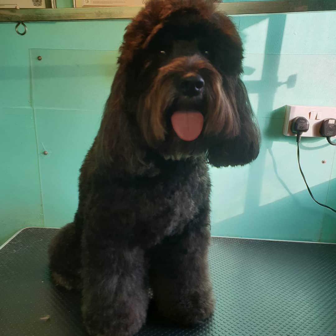 Snip-pets dog grooming