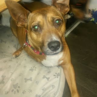 Paws For Thought Pet Services