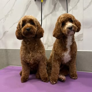 Hot Dogs Grooming Parlour