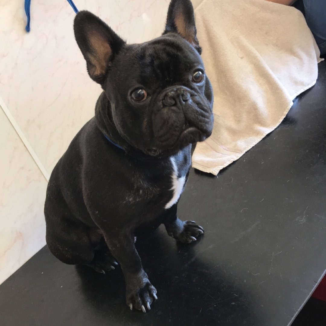 Pet Perfection