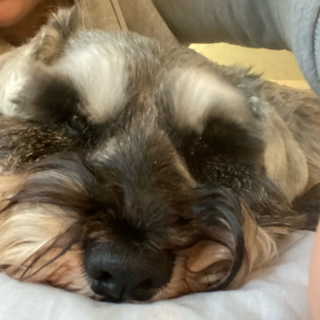 Lushpups Grooming