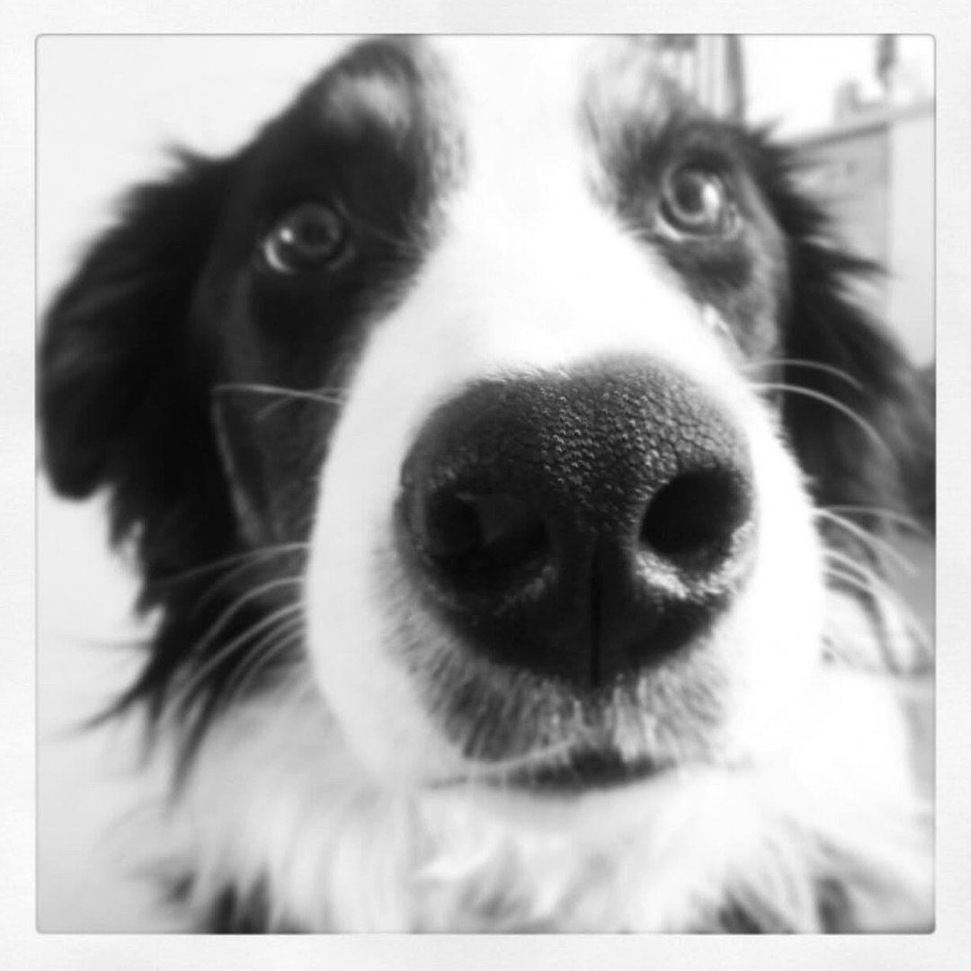 Barking Beauty