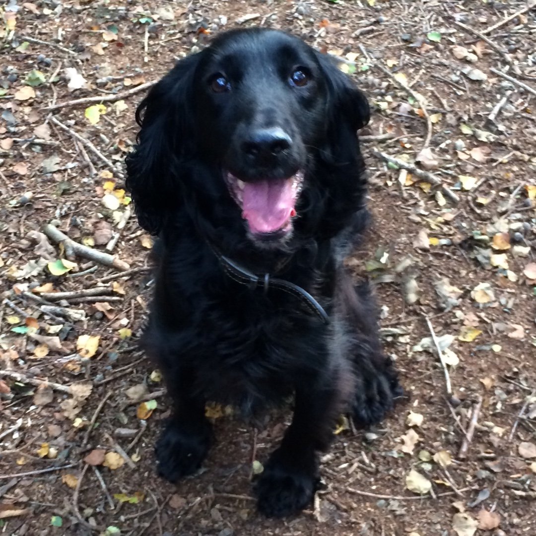 At Your Bark & Call