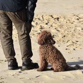 4 Paws to Doors