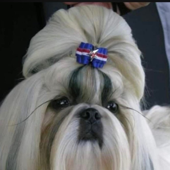 Elite pet styling