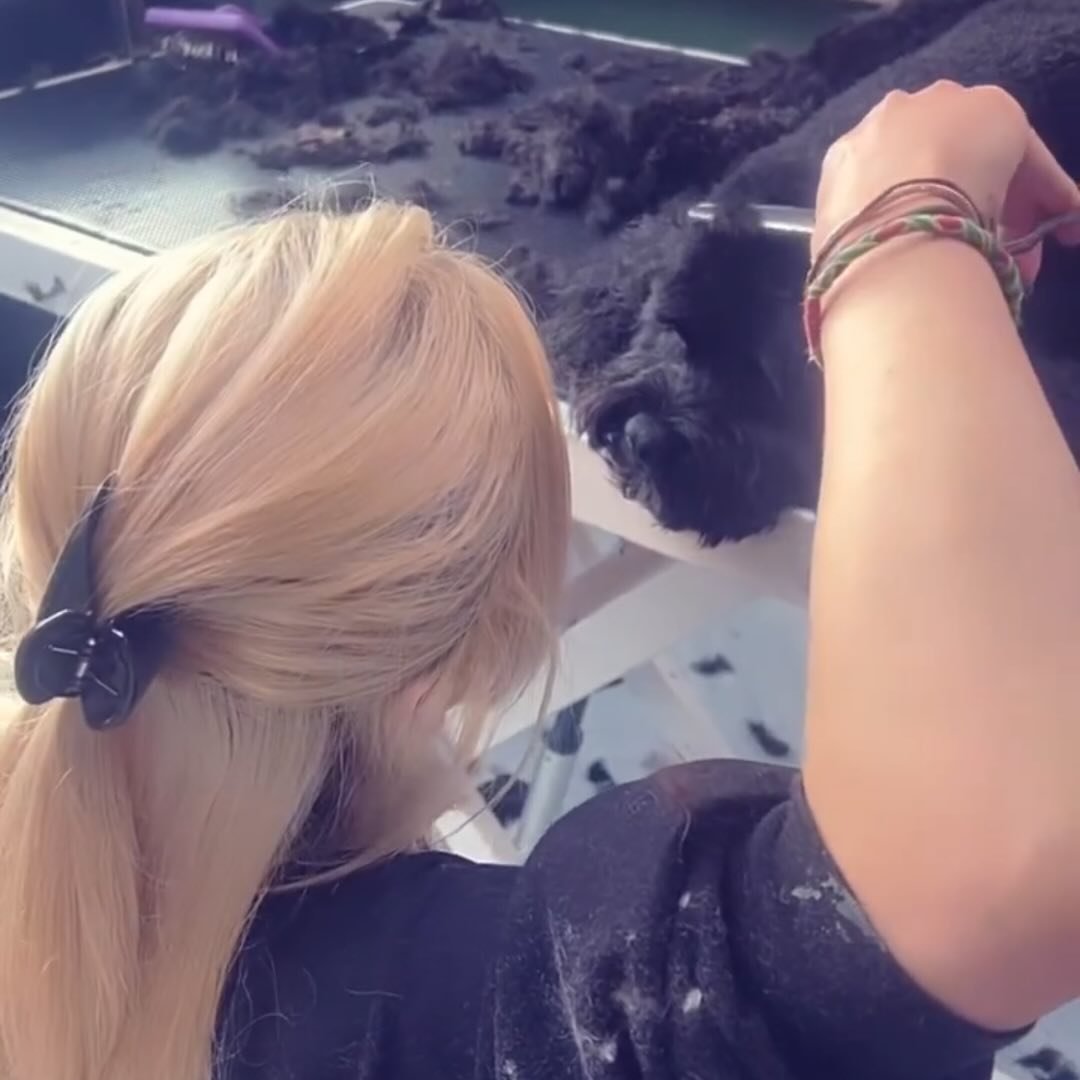 The Dog Shack Dog Grooming