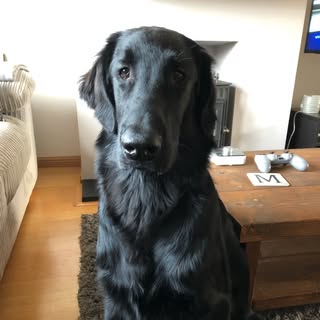 Charlotte's Pet Parlour