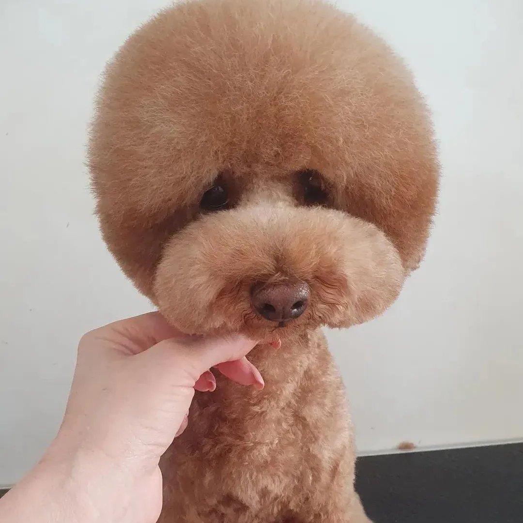 For Dogs Sake Dog grooming