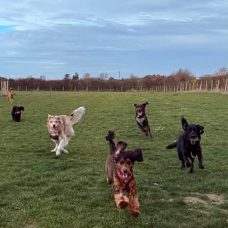 All-In Canines