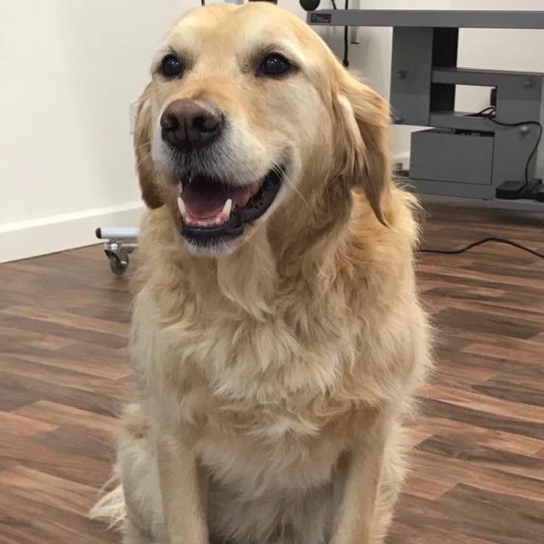 Boomers Groomers - Dog Grooming and Spa