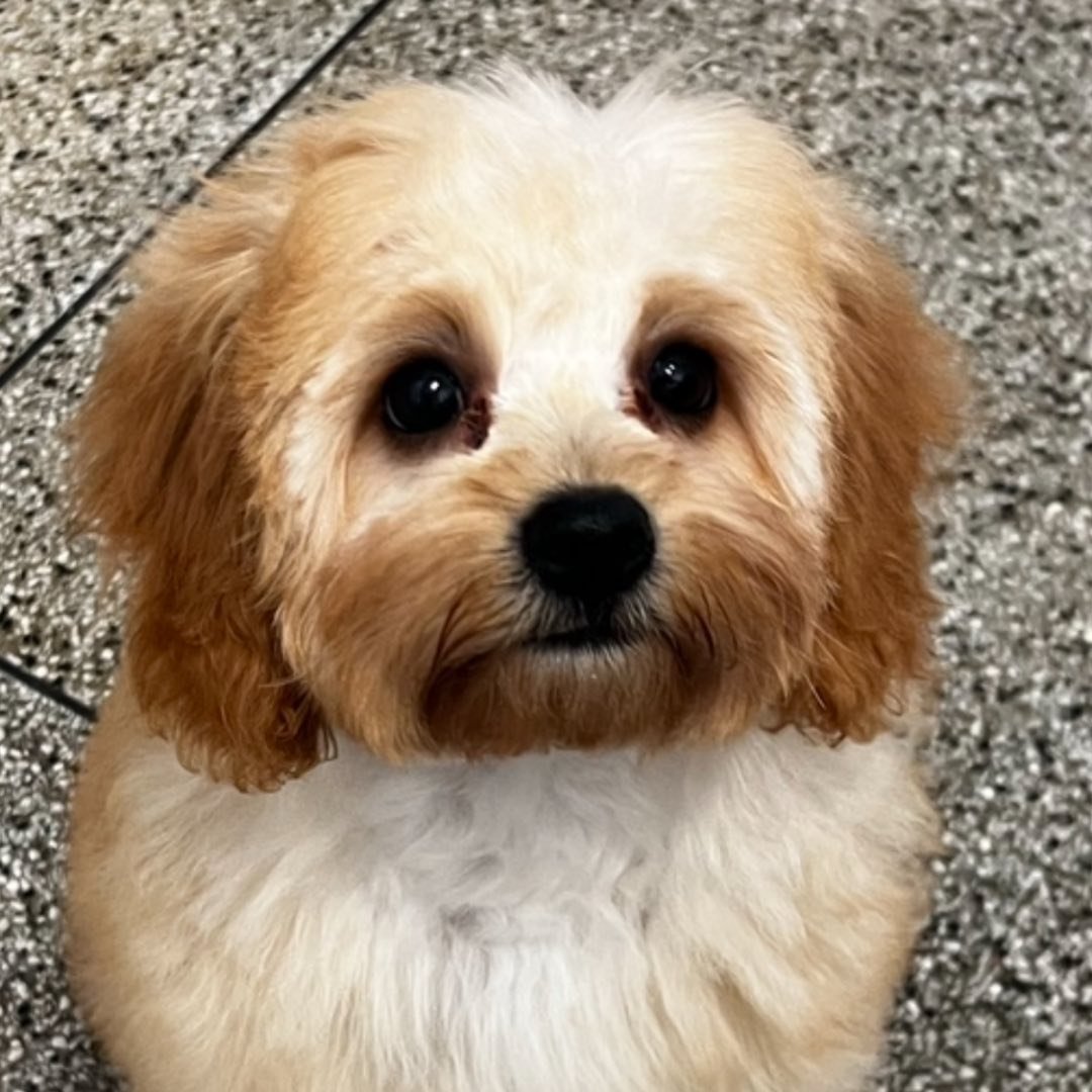 Shampoodle