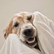 Lick n Slick Dog Grooming
