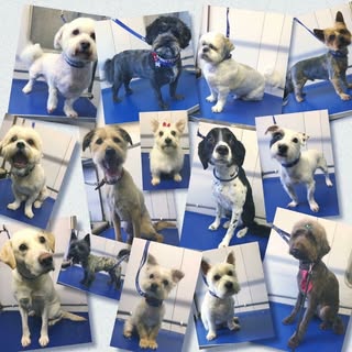 Fudgies Dog Grooming Glenboig