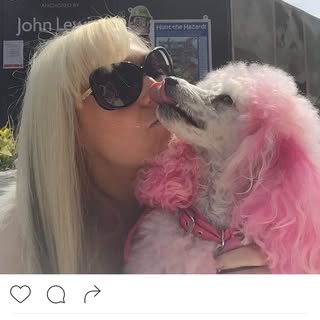 Daniela’s Dogs