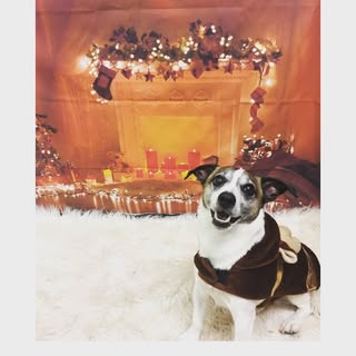 Patch's Dog Grooming Parlour