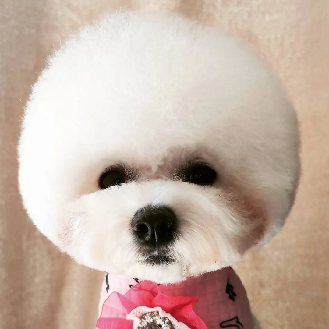 Professional Dog & Cat grooming