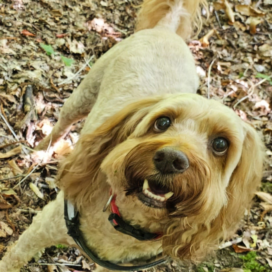 Doodles Dog Grooming, Bracknell