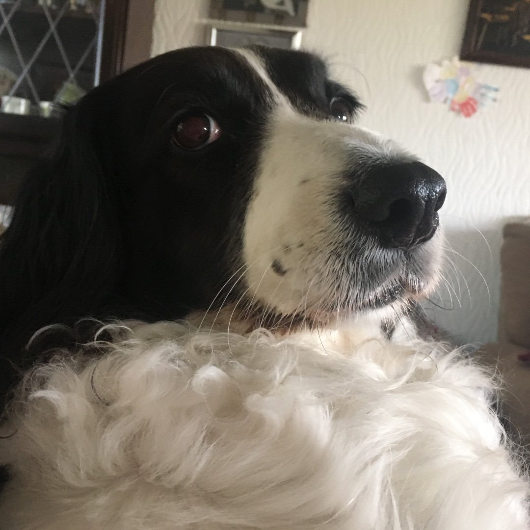 Four Paws Dog Grooming