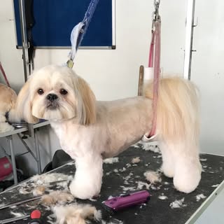 Ellie Rose dog grooming studio