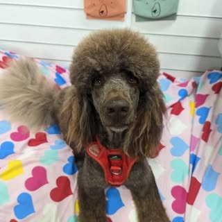 Canine sassoon