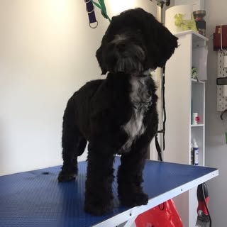 Premier Paws Dog Grooming