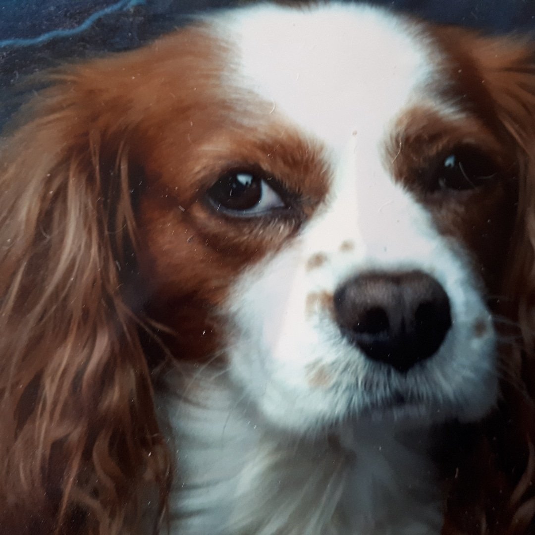 Curly Tails Dog Grooming, Horwich
