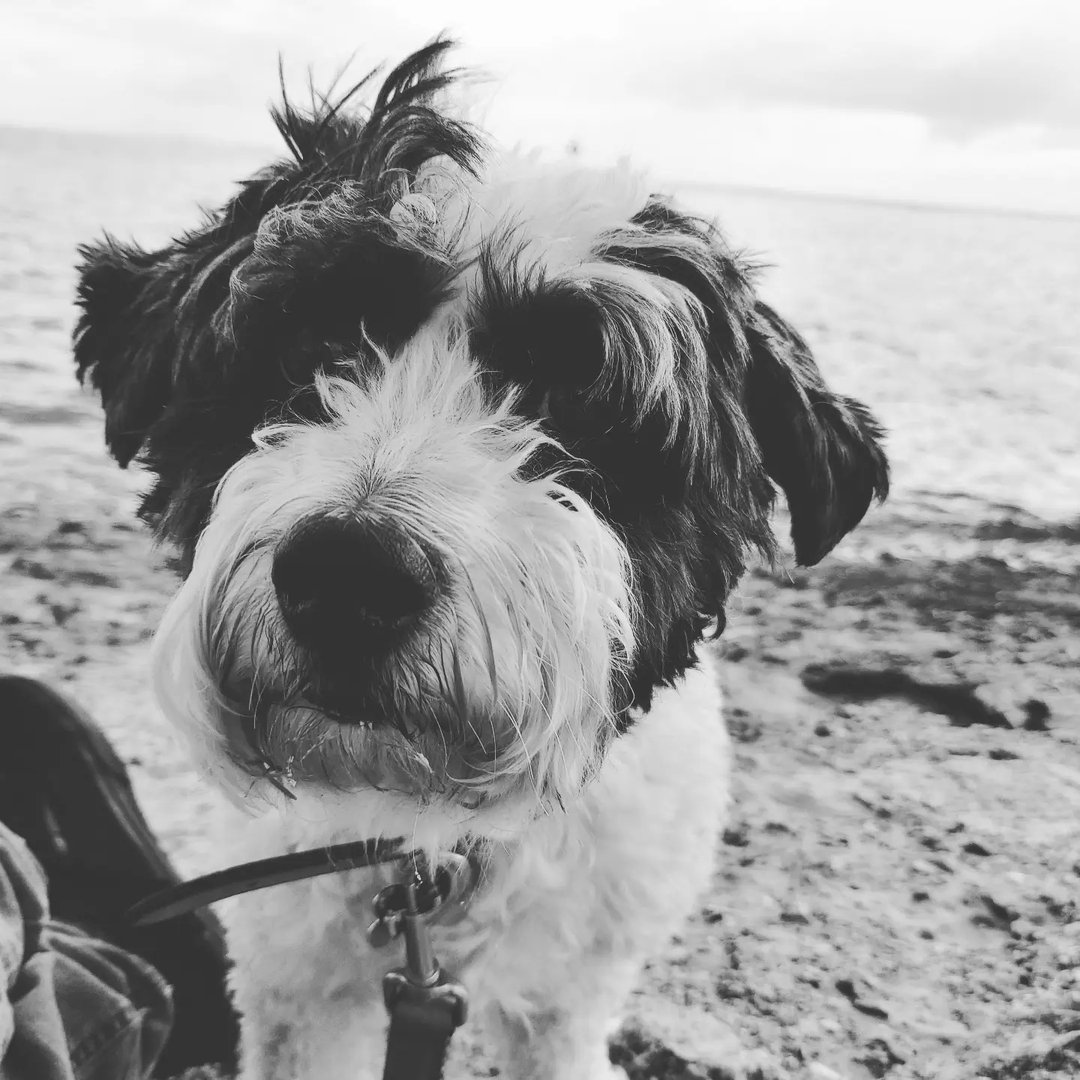 Millies Pet Grooming