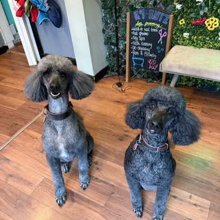 K9 kutz groomed by Jess