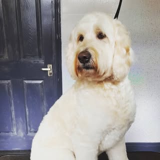 BORDER PET SITTING & GROOMING SERVICES