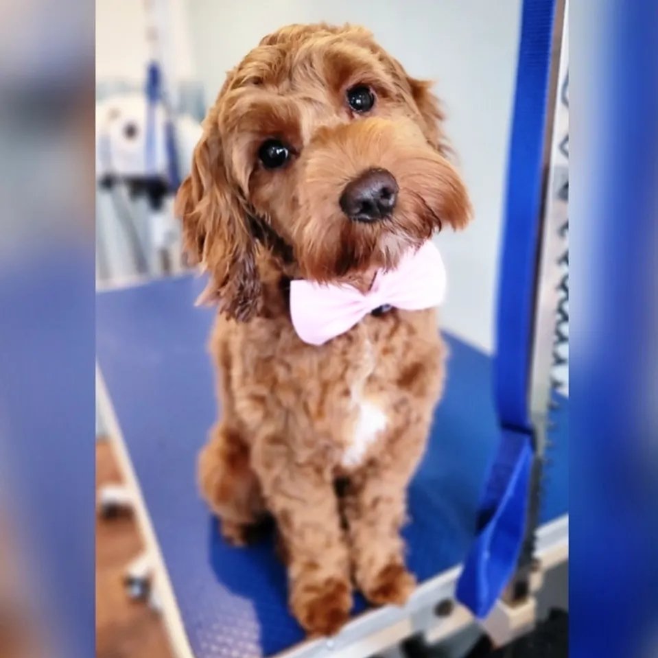 Gizmo’s Grooming