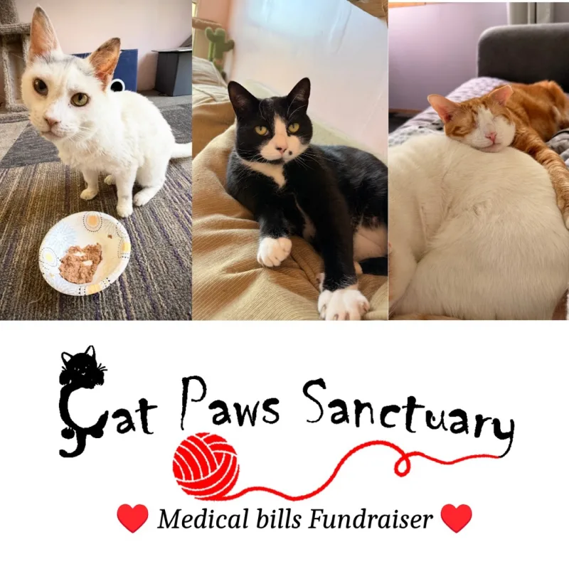 Cat Paws Sanctuary’s virtual fundraising Pop-Up Store