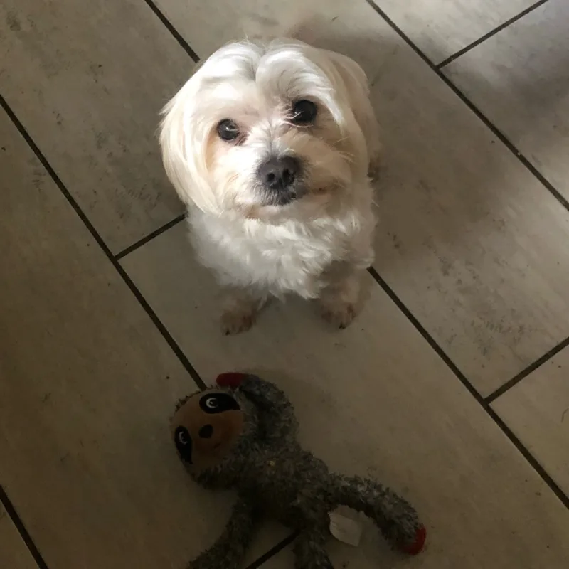 Brandon’s virtual fundraising Pop-Up Store