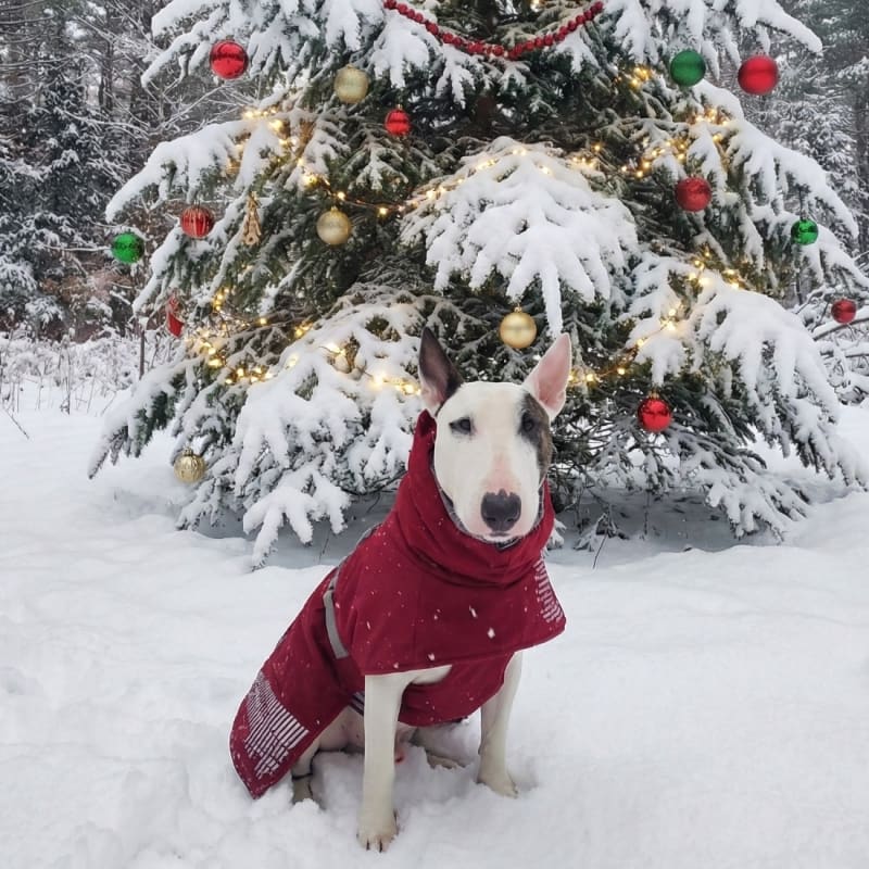 Rex The TV Terrier  Inc’s virtual fundraising Pop-Up Store