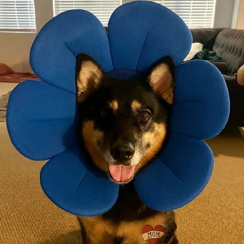 The SCRIPT’s virtual fundraising Pop-Up Store